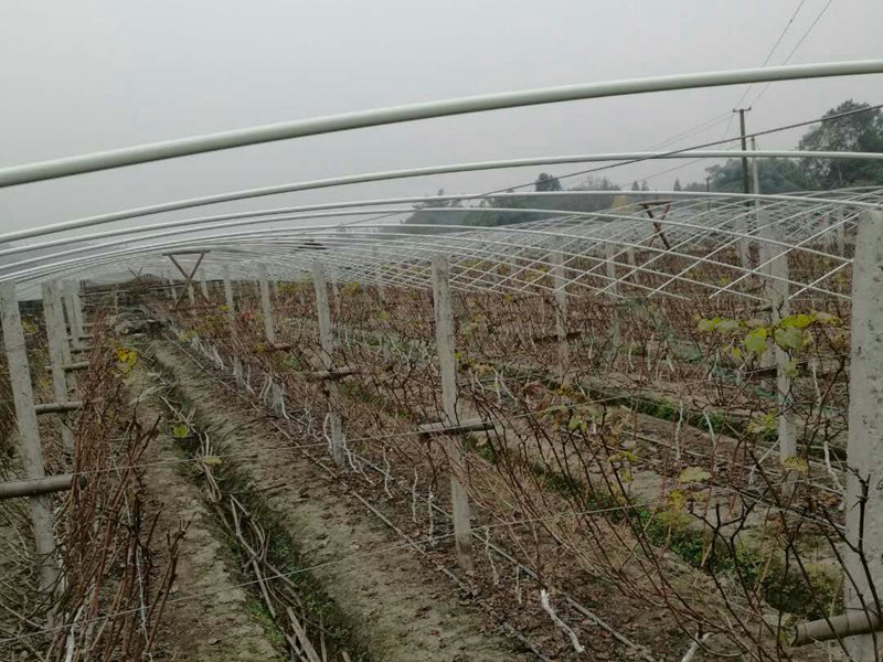 kent20玻璃纖維葡萄避雨拱棚桿